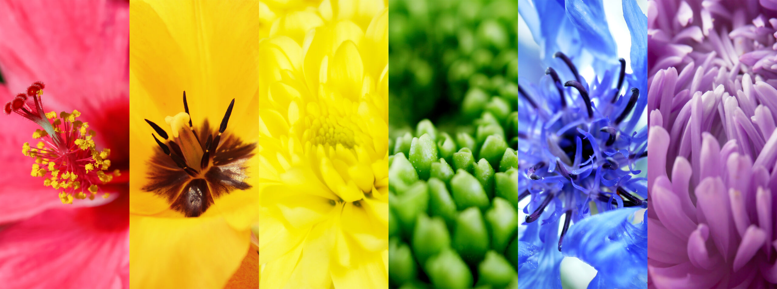 waxoline-color-header